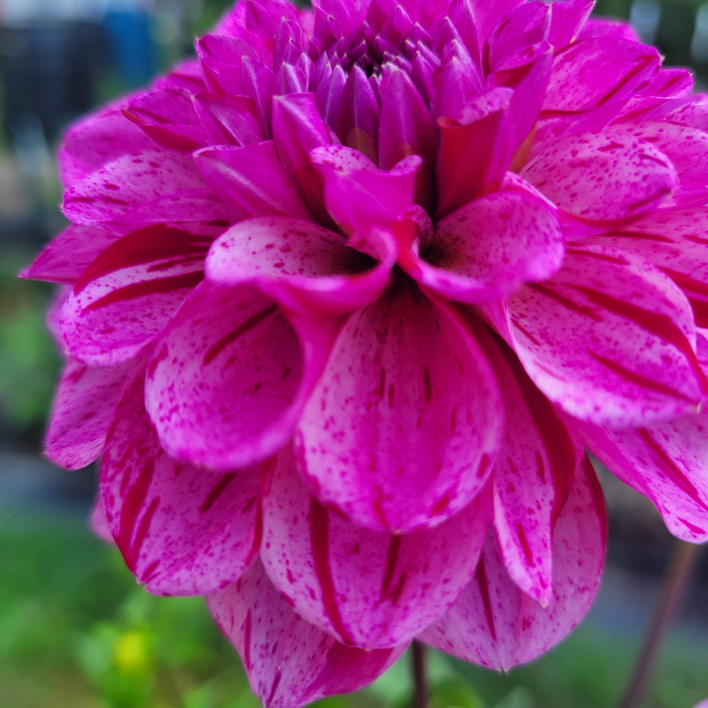 Hudson Dahlia Tuber