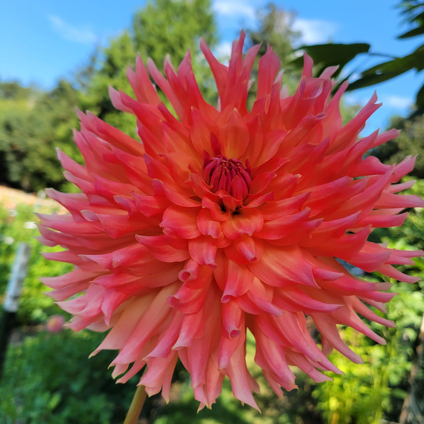 Hilltop Lost Treasure Dahlia Tuber