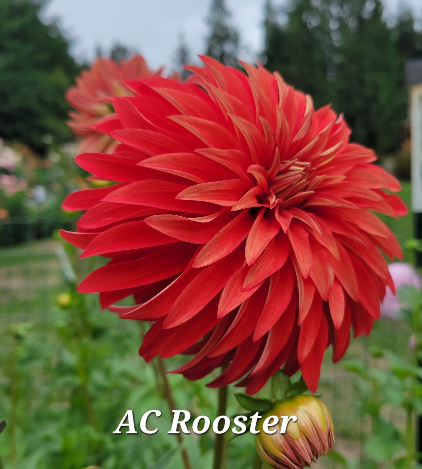 AC Rooster Dahlia Tuber