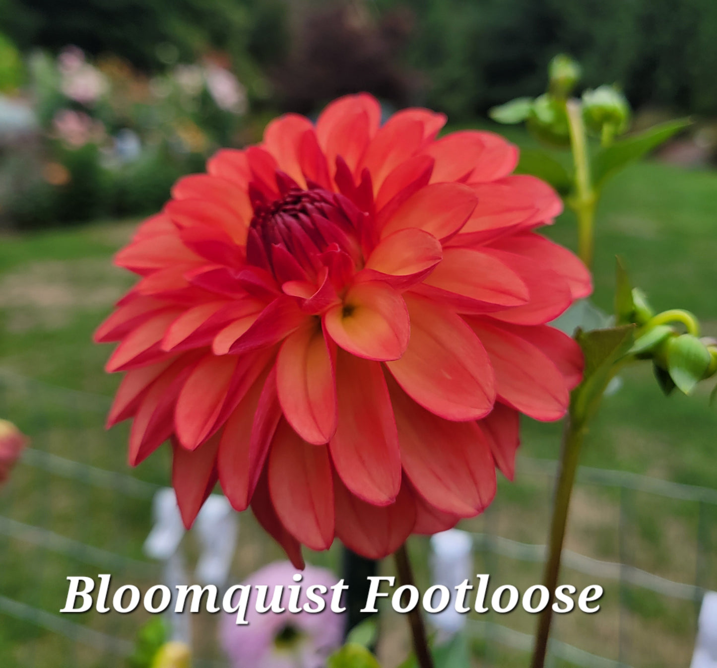Bloomquist Footloose Dahlia Tuber (Limit 1)