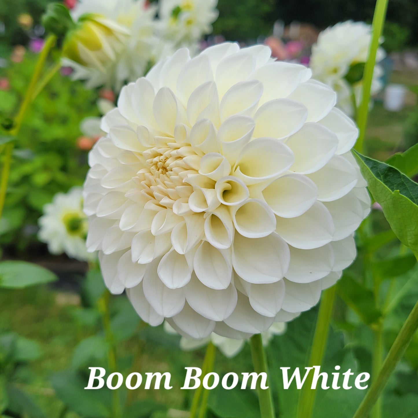 Boom Boom White Dahlia Tuber
