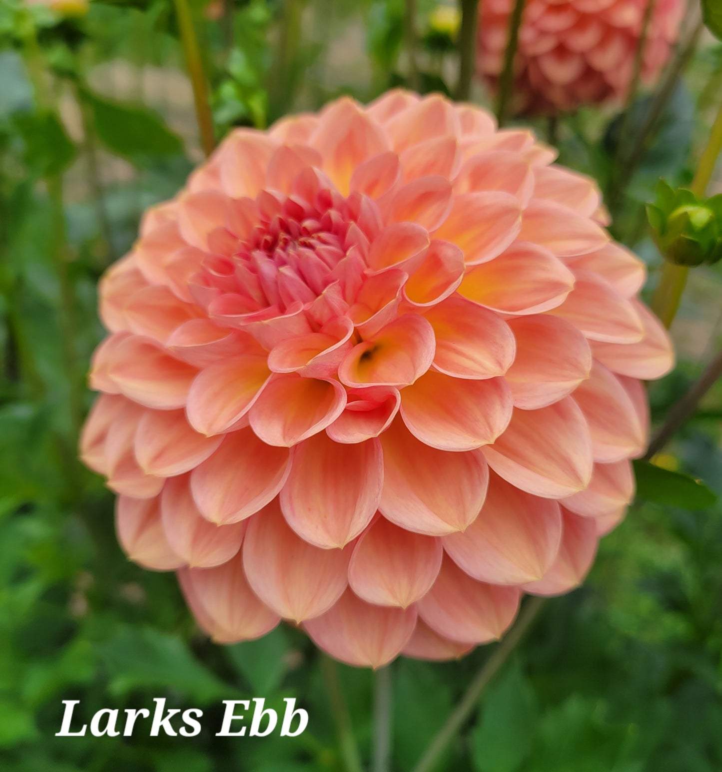 Larks Ebb Dahlia Tuber