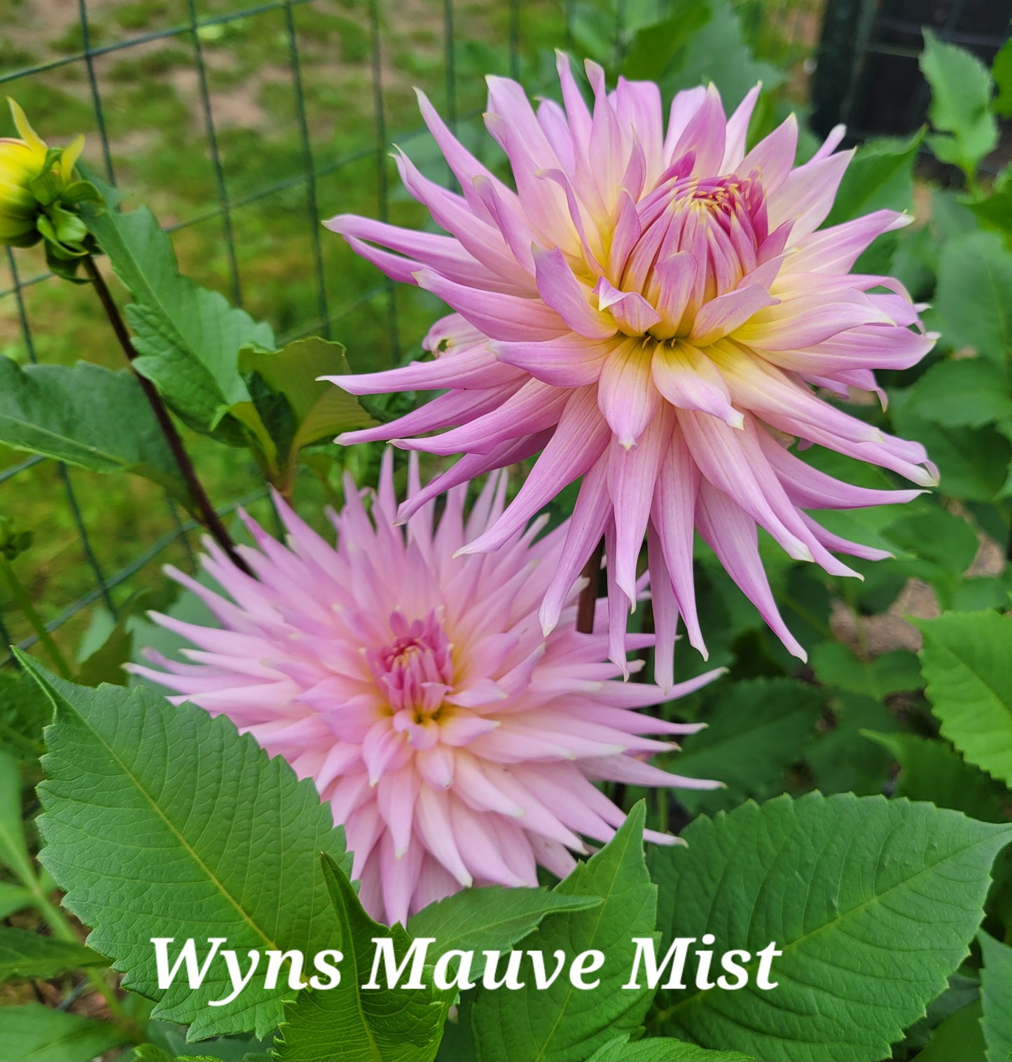 Wyn's Mauve Mist Dahlia Tuber