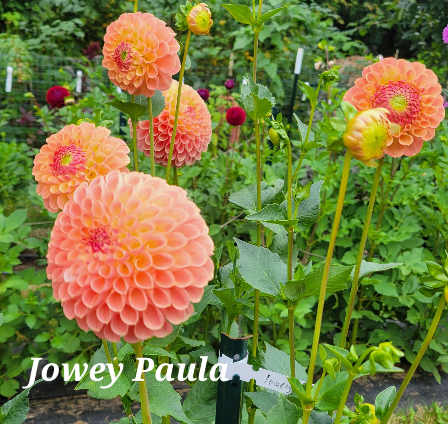 Jowey Paula Dahlia Tuber