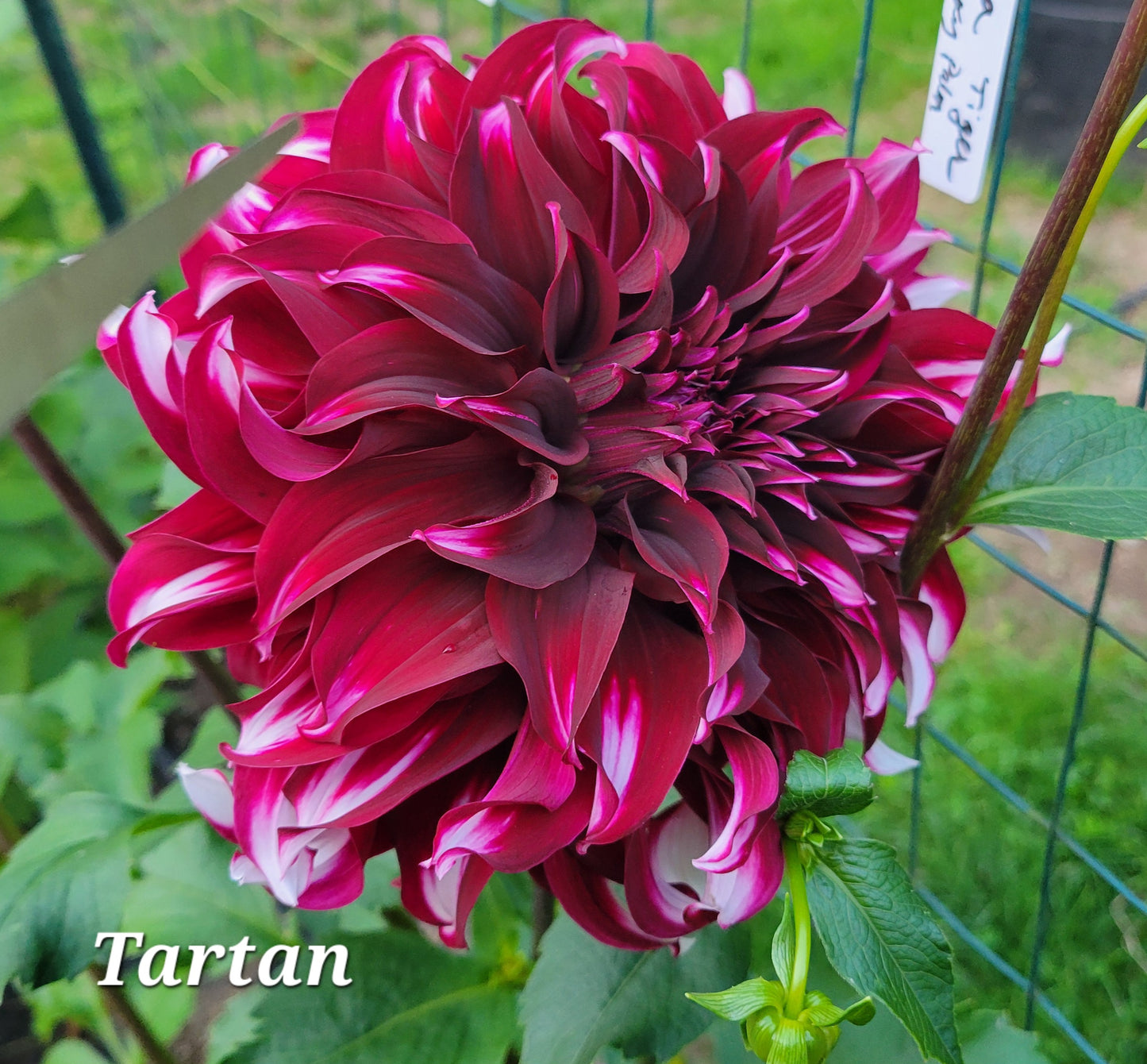 Tartan Dahlia Tuber