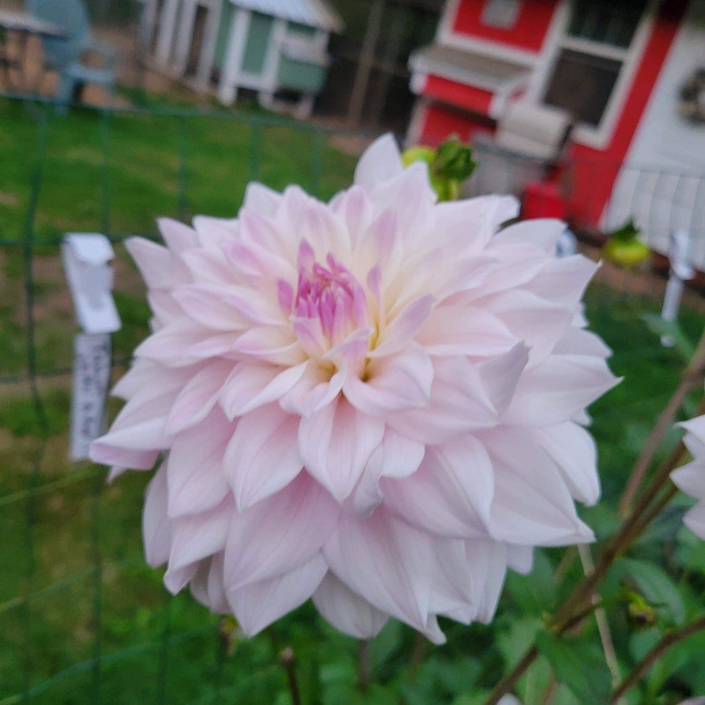 Who ME? Dahlia Tuber