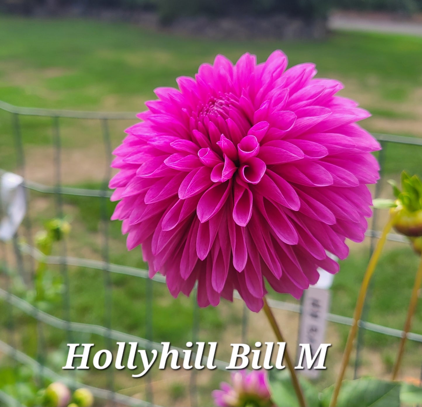 Hollyhill Bill M Dahlia Tuber