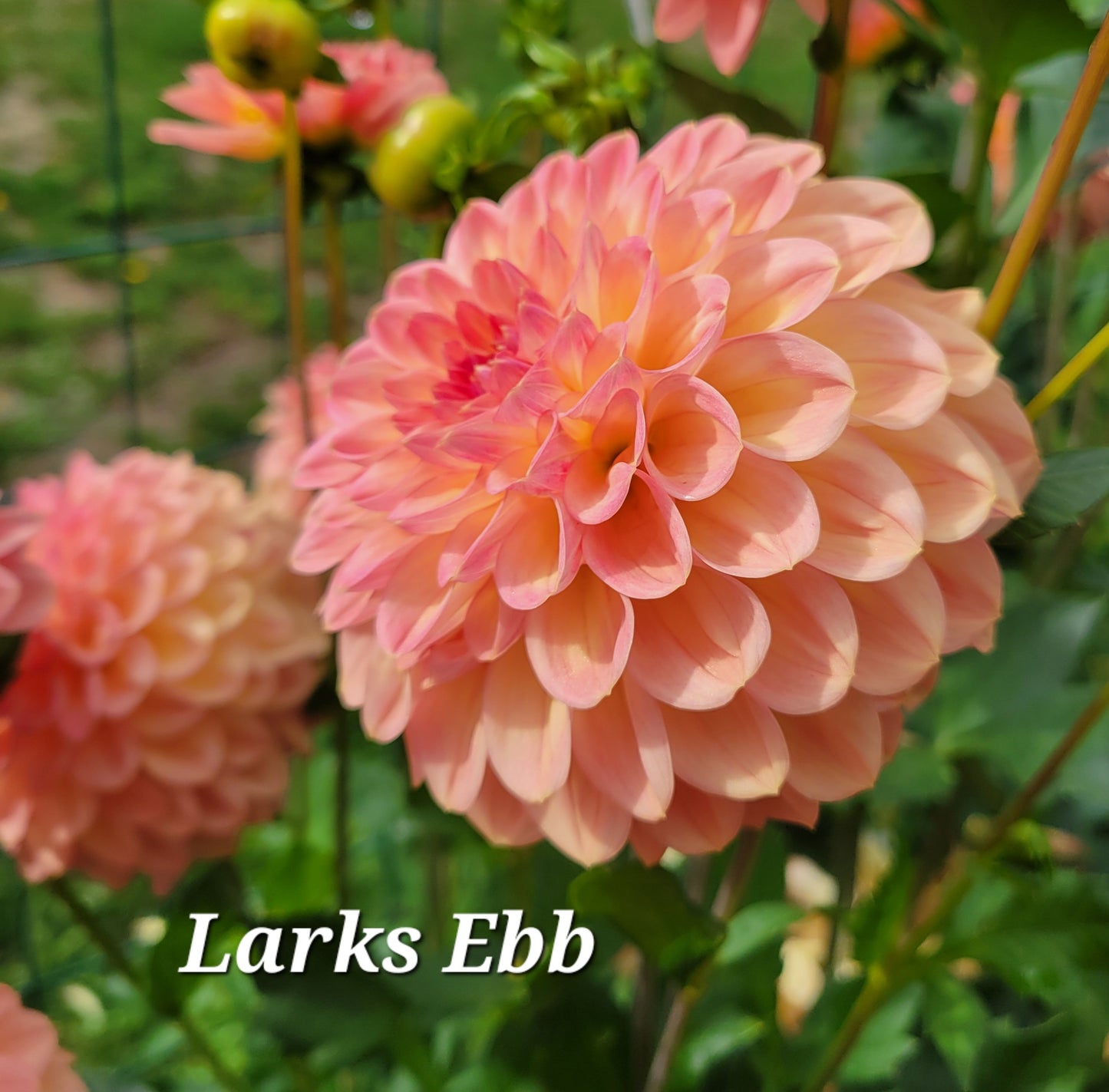 Larks Ebb Dahlia Tuber
