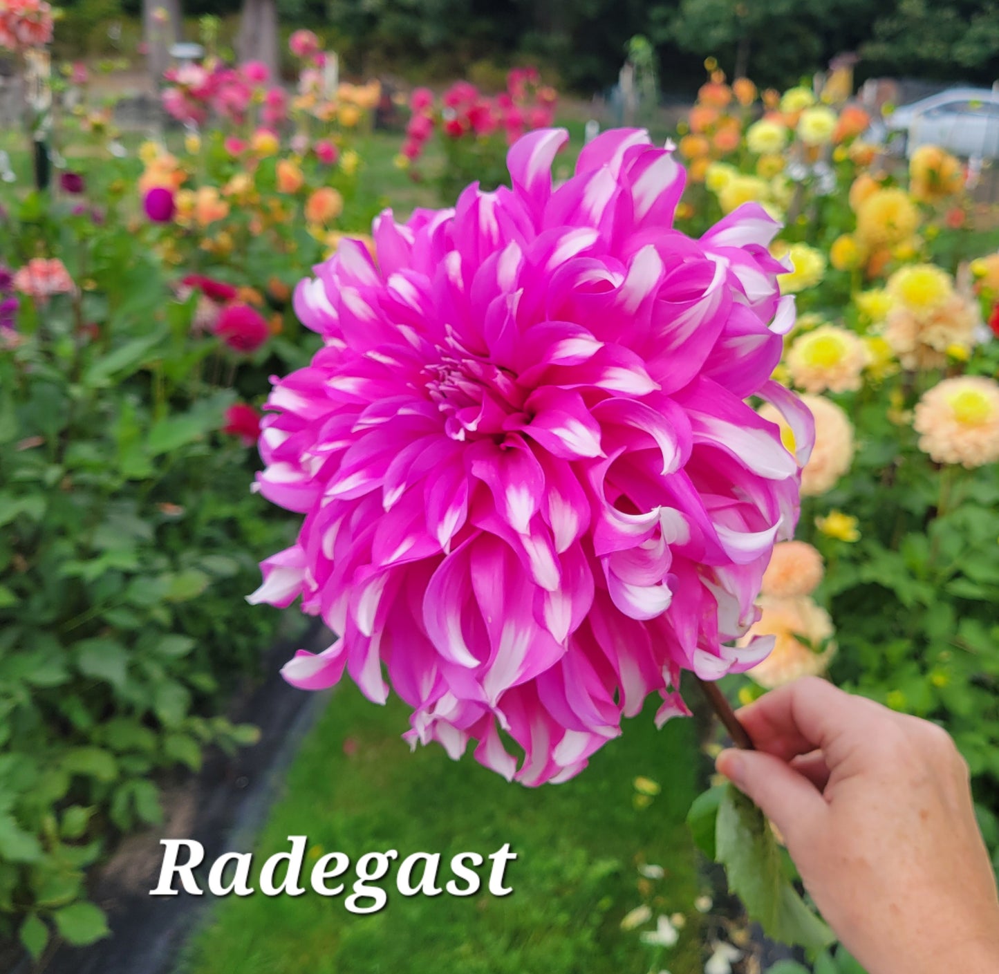 Radegast Dahlia Tuber