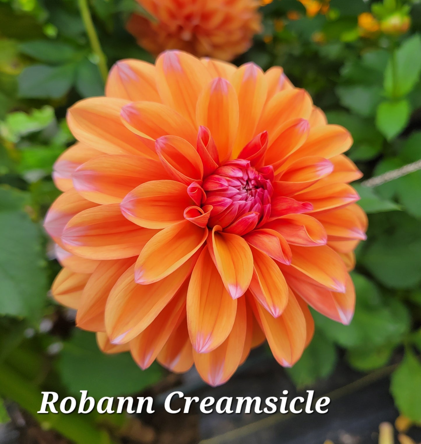 Robann Creamsicle Dahlia Tuber