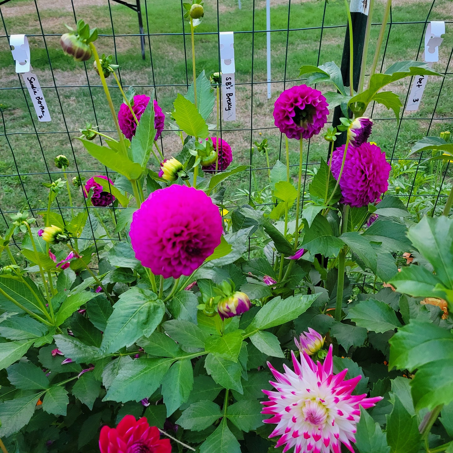 SB's Becky Dahlia Tuber