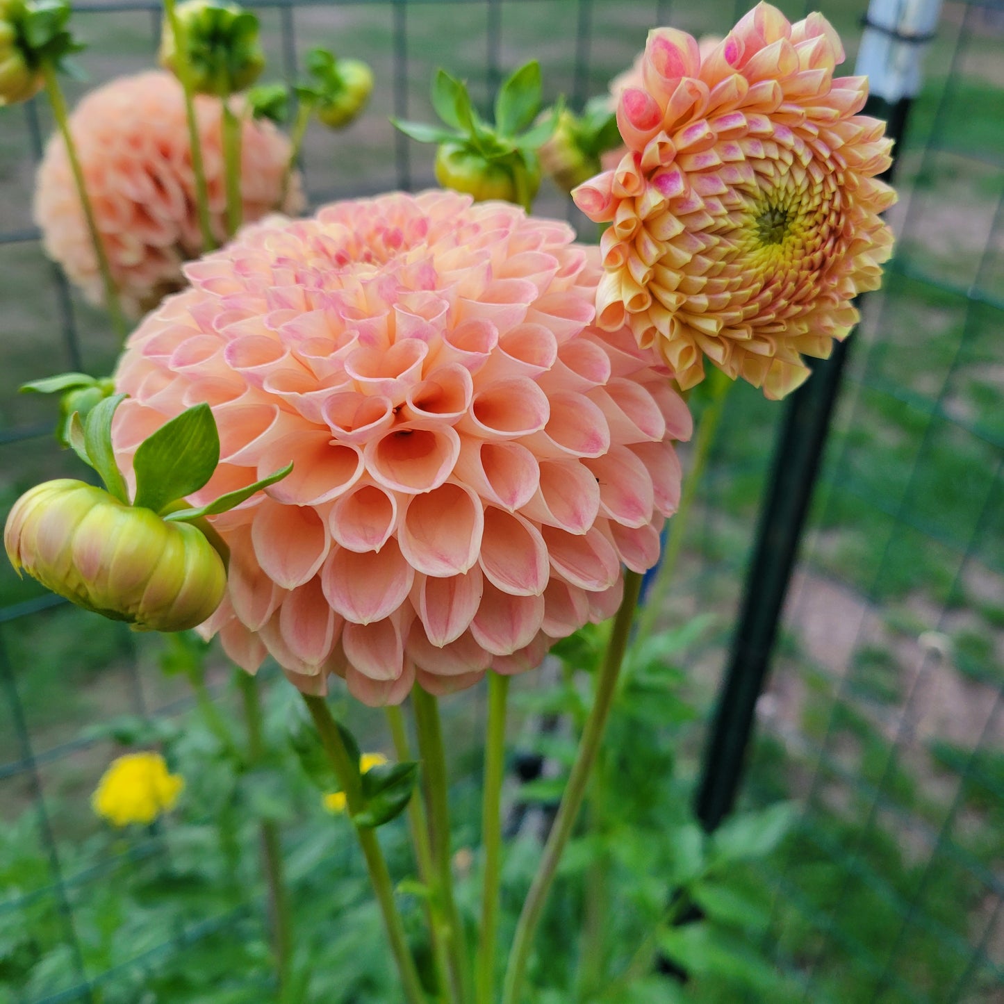 Sunspot Dahlia Tuber