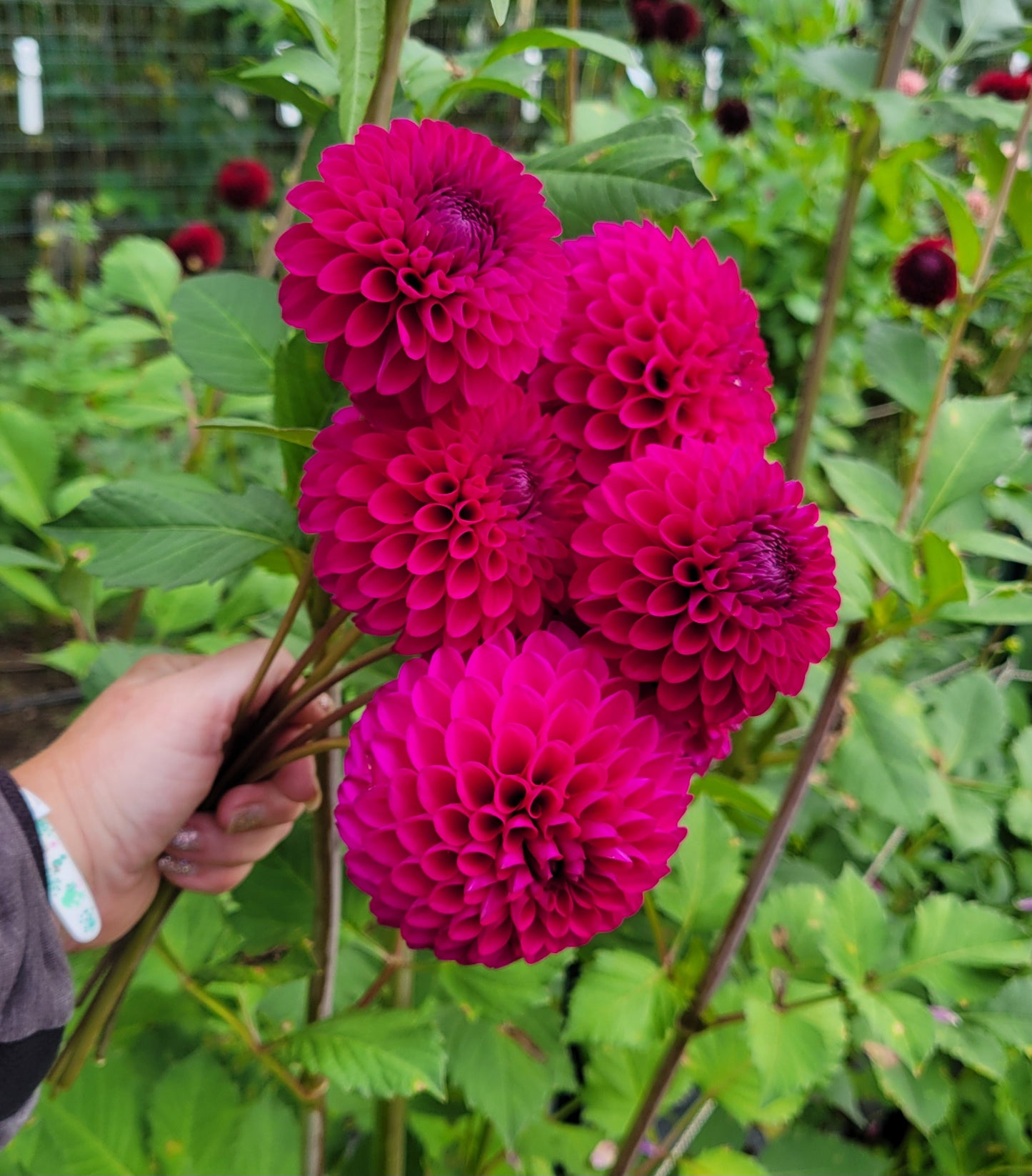 Hollyhill Regal Dahlia Tuber