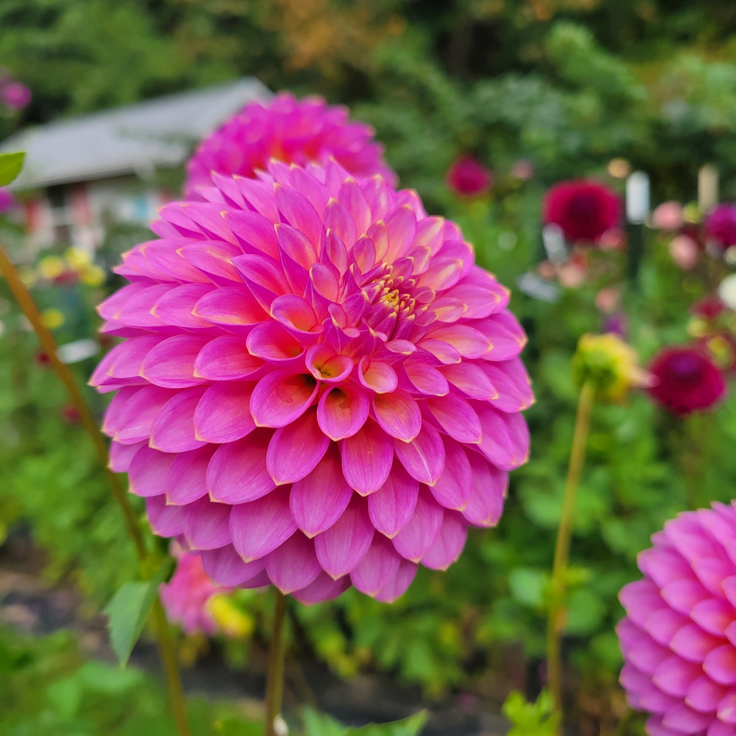 Skipley Spot of Gold Dahlia Tuber