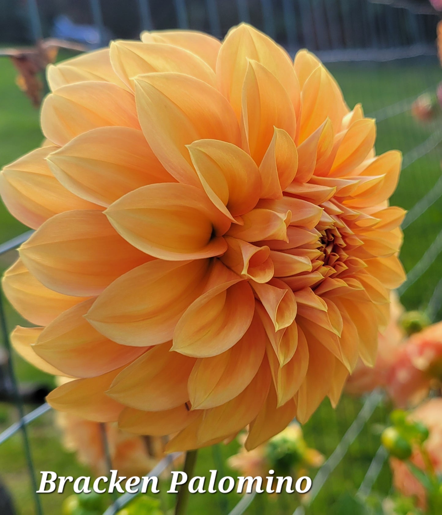 Bracken Palomino Dahlia Tuber