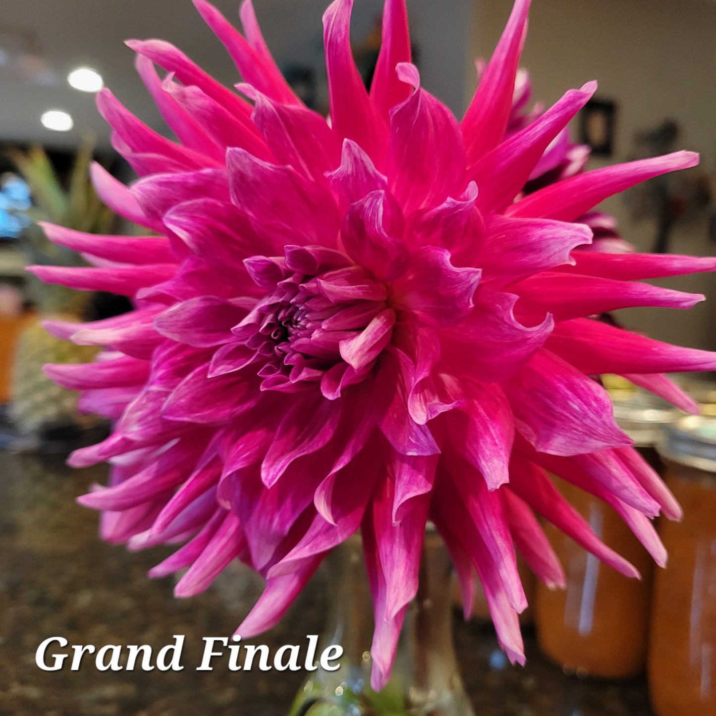 Grand Finale Dalia Tuber