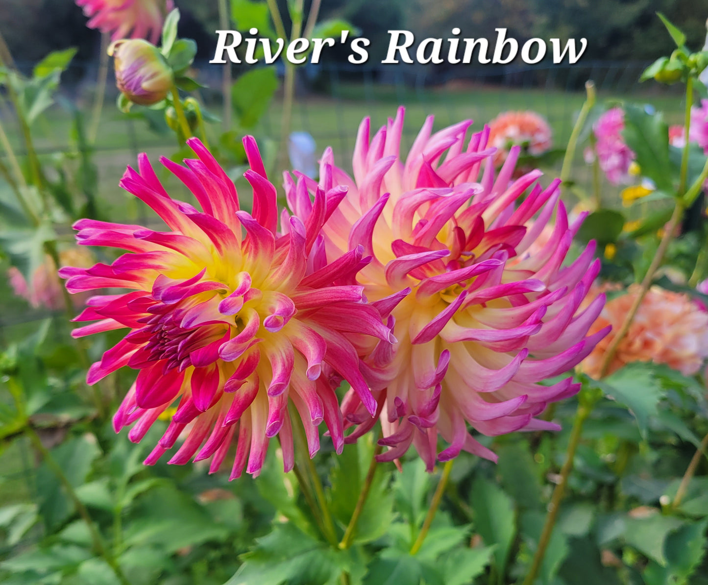 River's Rainbow Dahlia Tuber