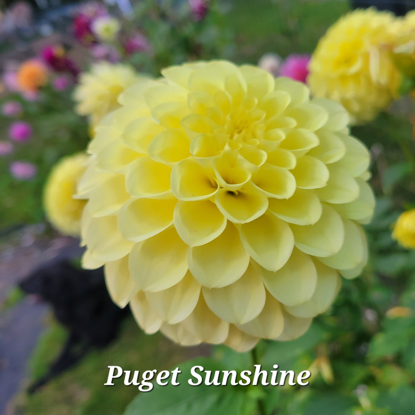 Puget Sunshine Dahlia Tuber