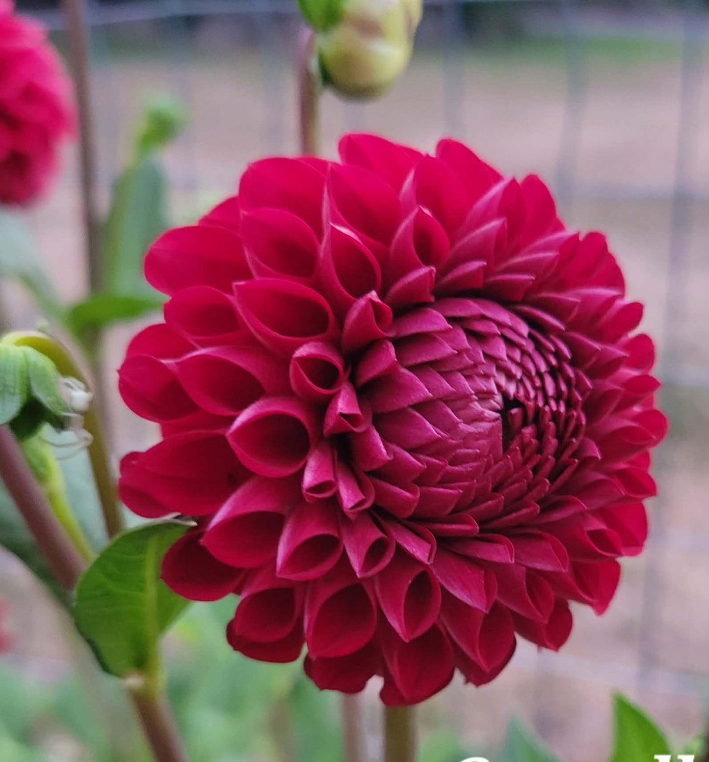 Cornel Dahlia Tuber