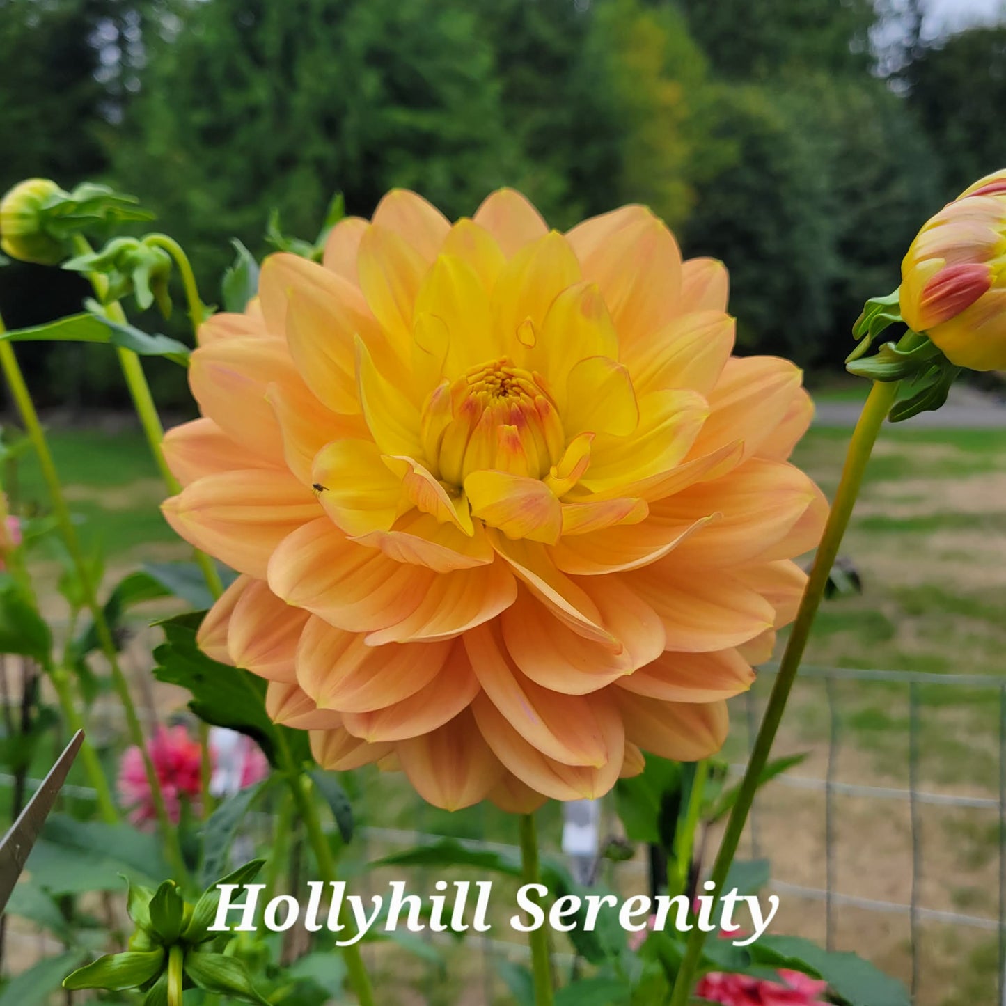 Hollyhill Serenity Dahlia Tuber, (smaller tubers)