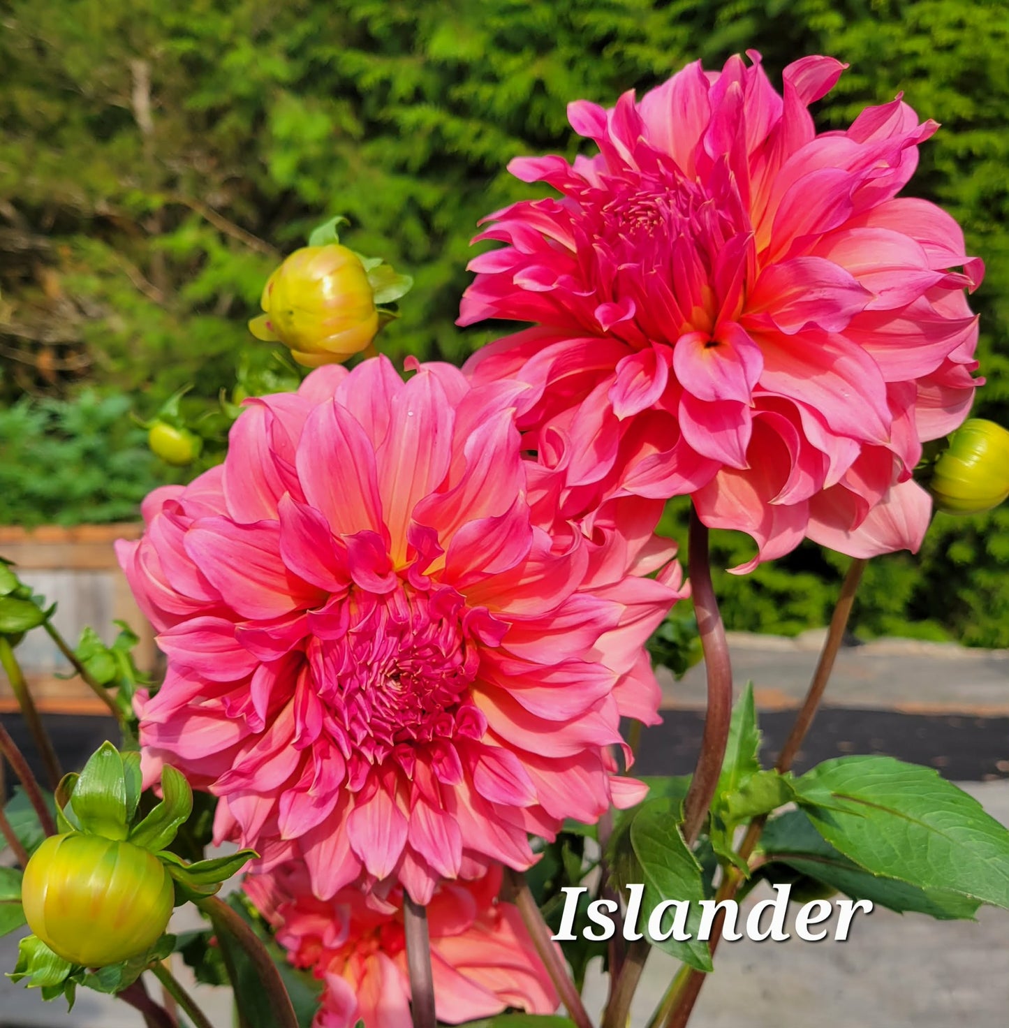 Islander Dahlia Tuber