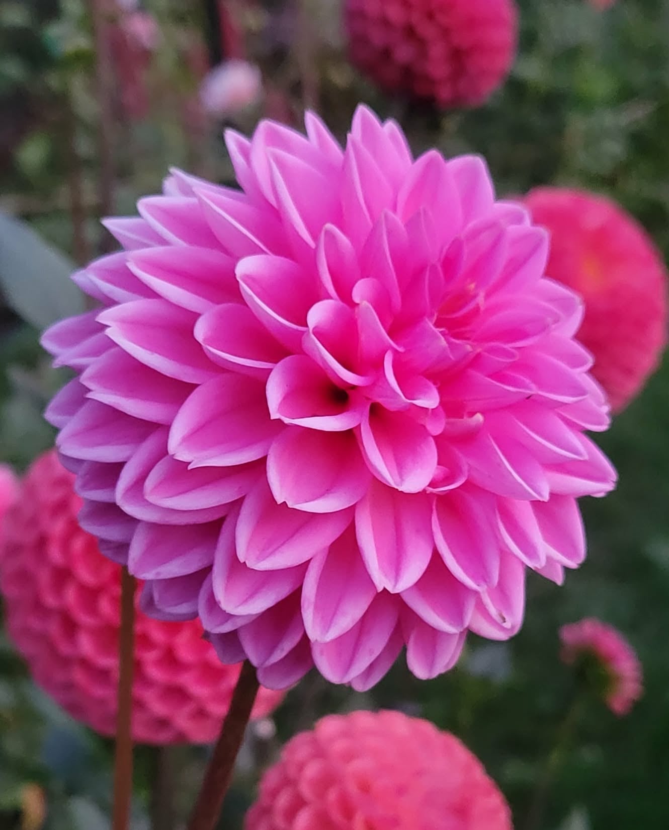 Pink Sylvia Dahlia Tuber