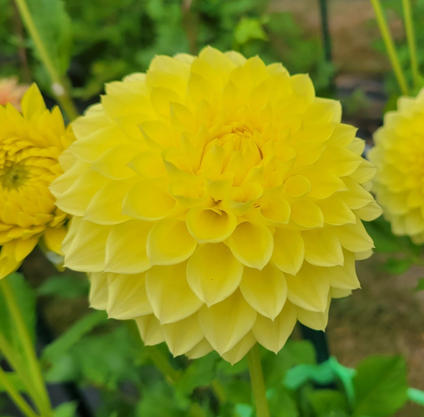Polventon Supreme Dahlia Tuber