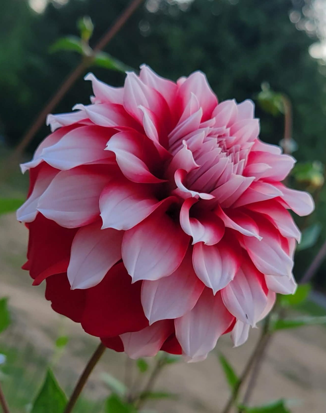 Rivers Fancy Santa Dahlia Tuber