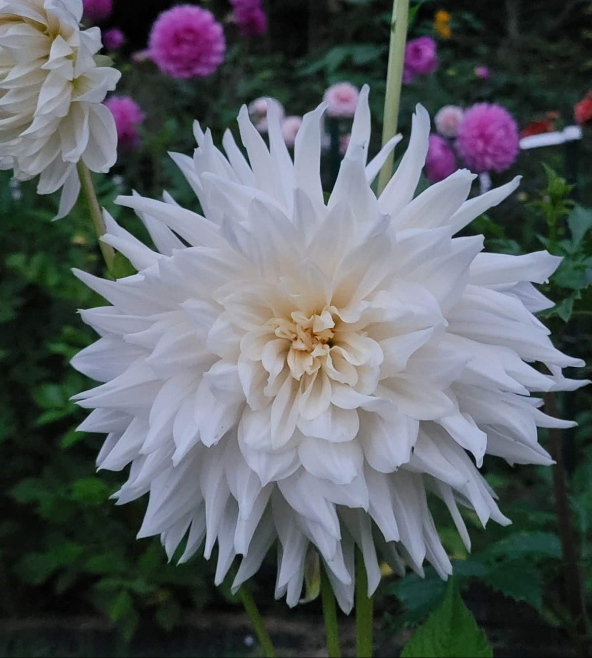 Rogue Starburst Dahlia Tuber