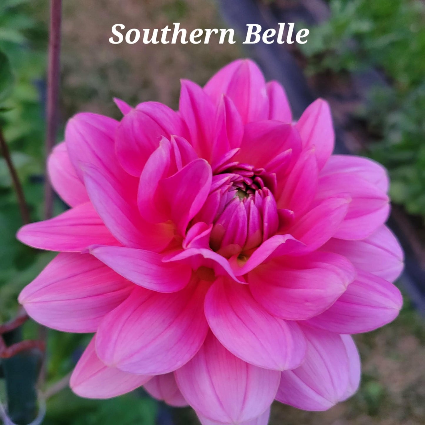 Southern Belle Dahlia Tuber
