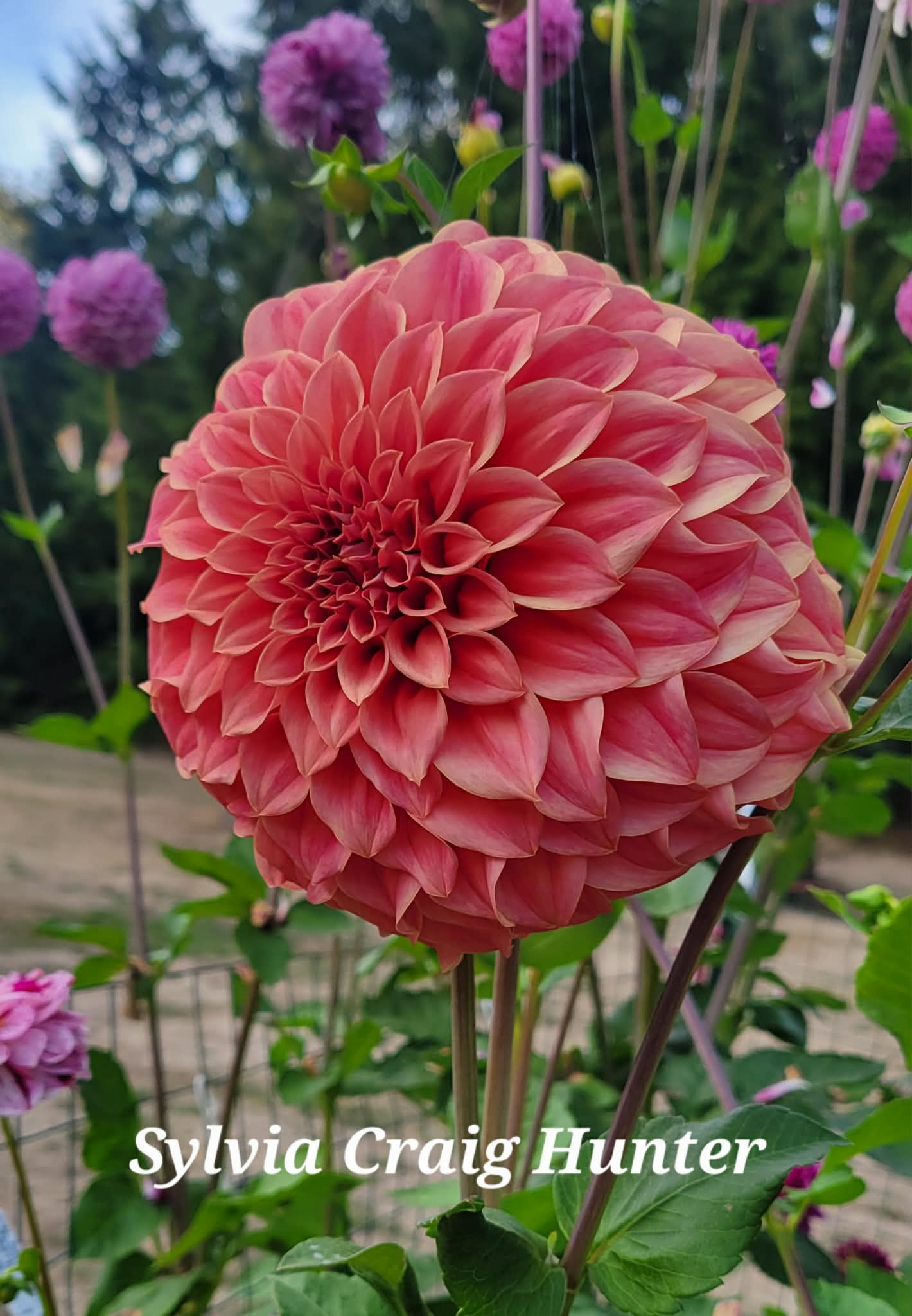 Sylvia Craig Hunter Dahlia Tuber