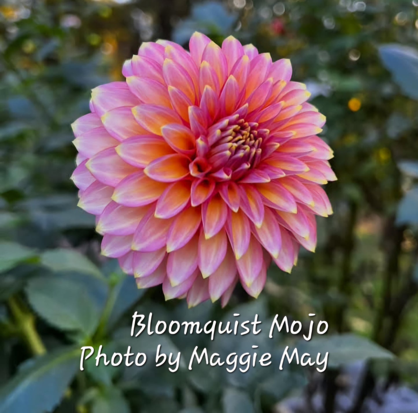 Bloomquist MOJO Dahlia Tuber