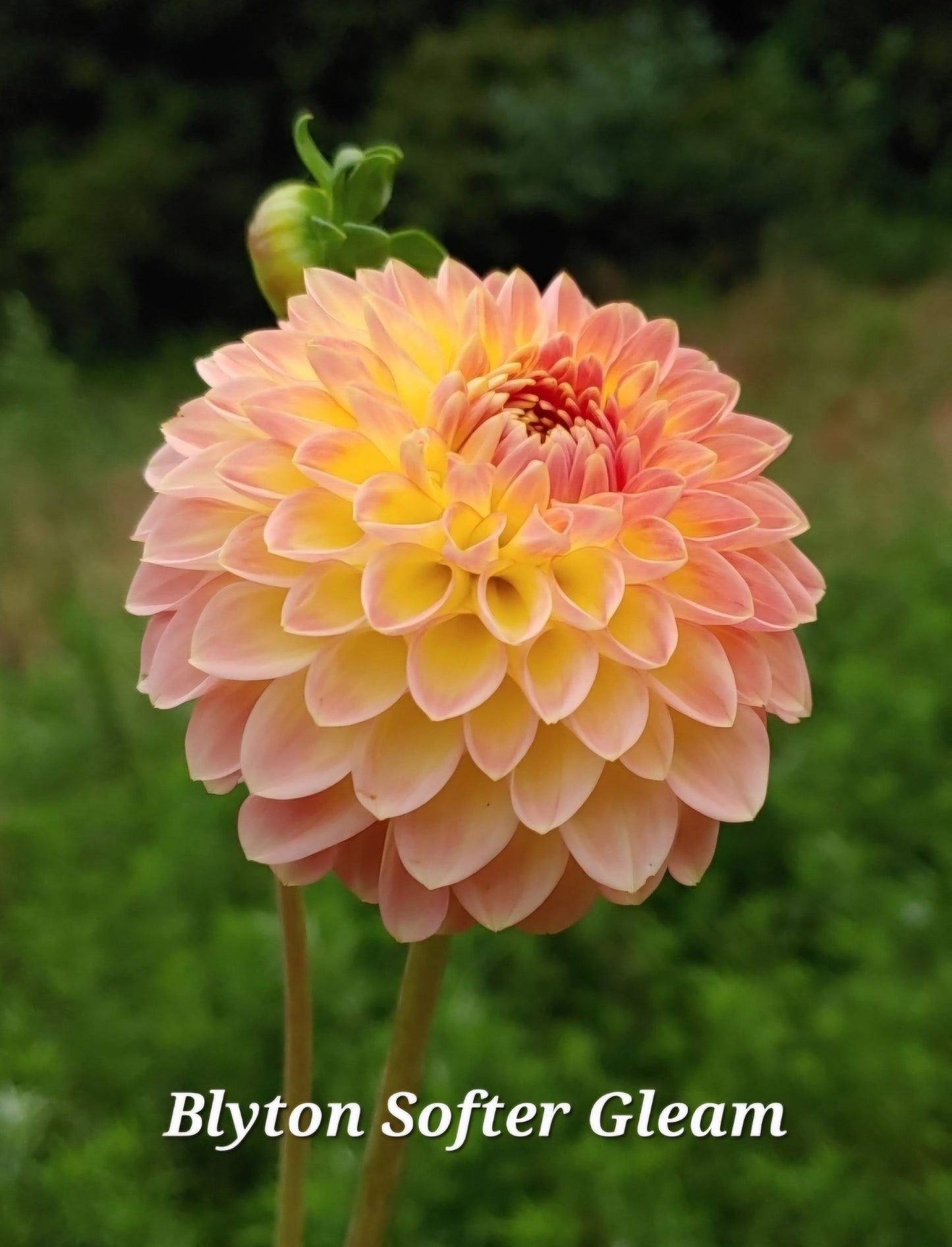 Blyton's Softer Gleam Dahlia Tuber