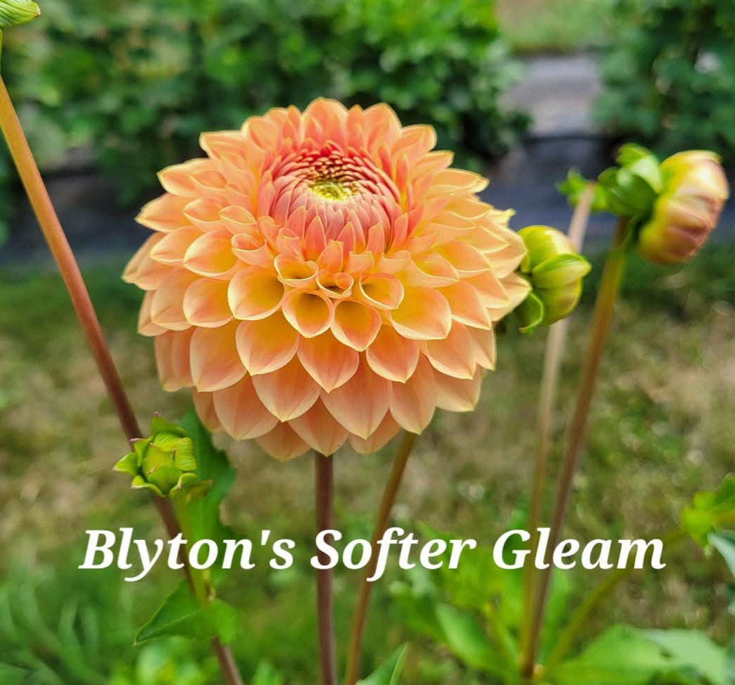 Blyton's Softer Gleam Dahlia Tuber