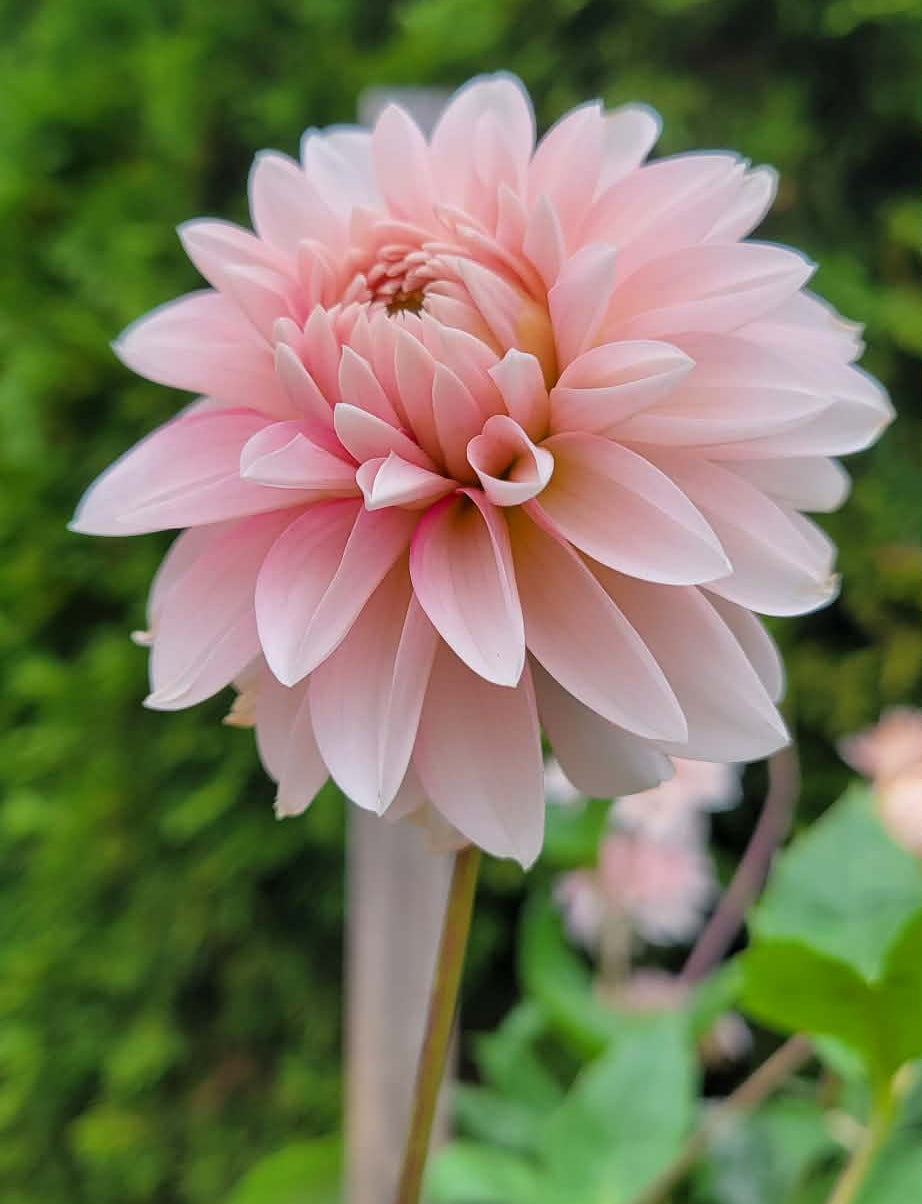 Budapest Blush Dahlia Tuber