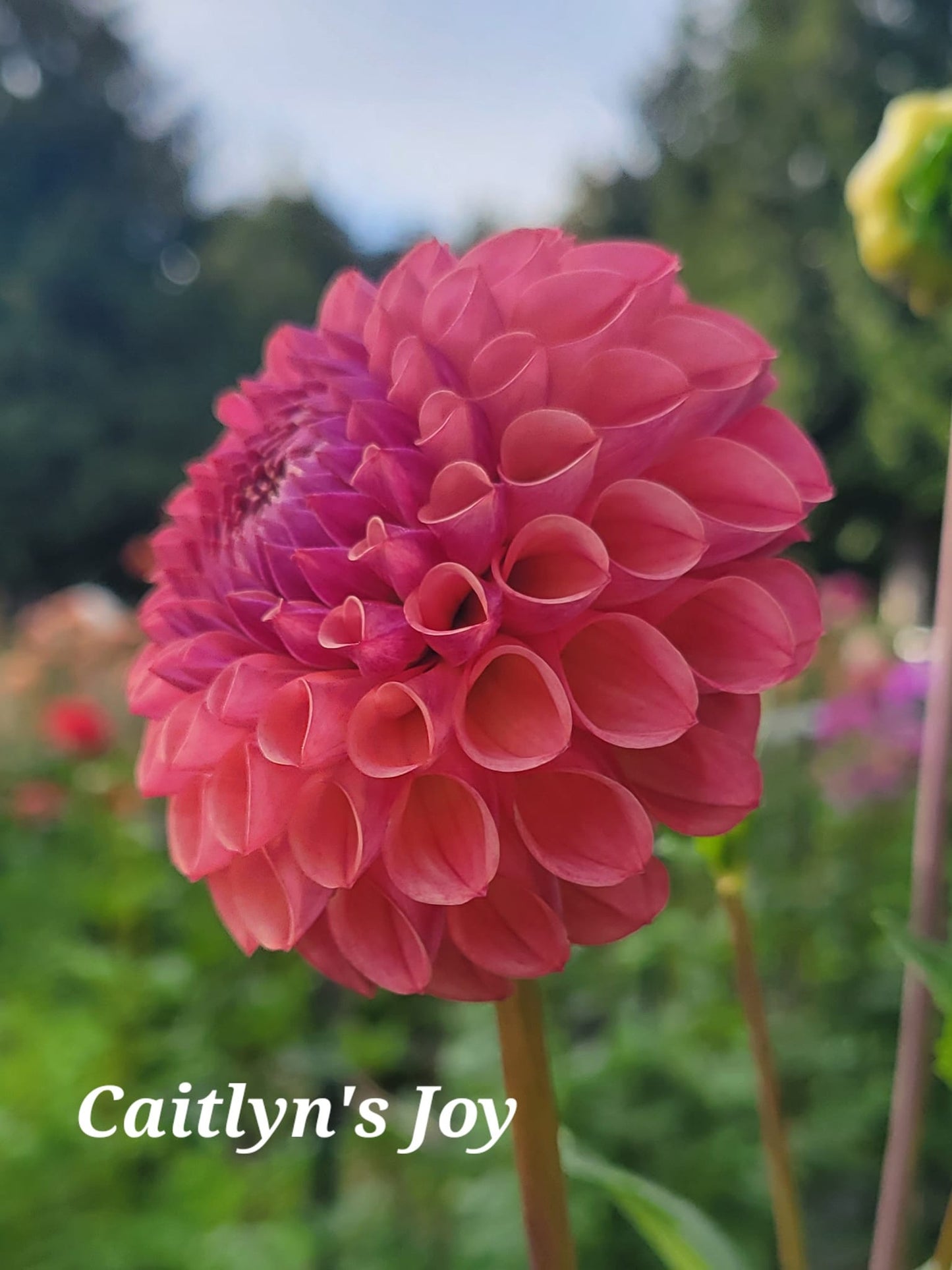 Caitlyn's Joy Dahlia Tuber