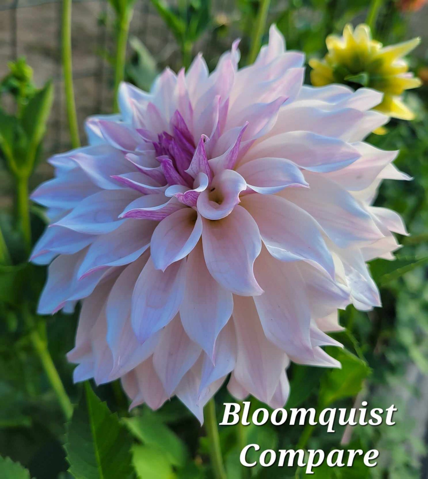 Bloomquist Compare Dahlia Tuber