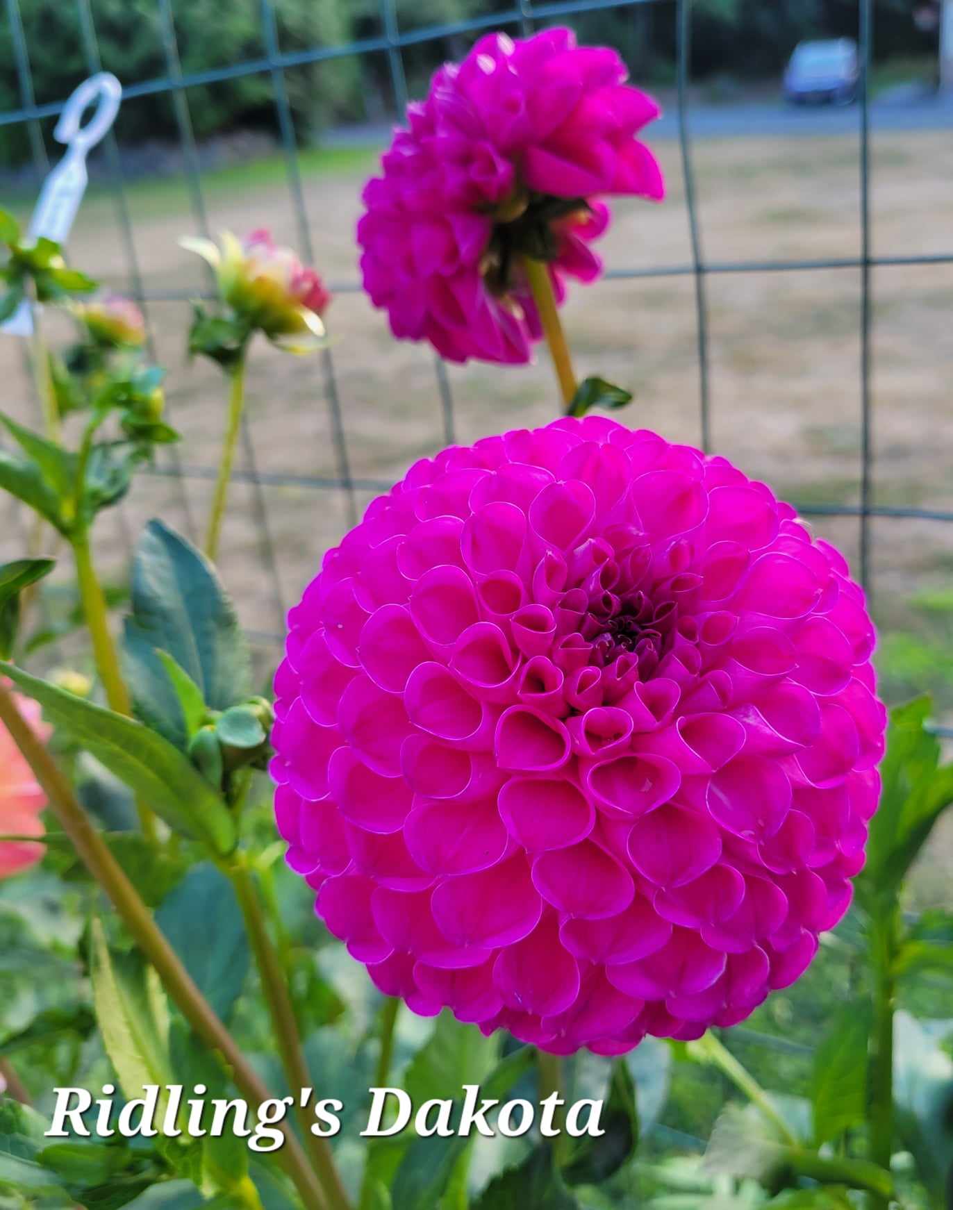 Ridling's Dakota Dahlia Tuber