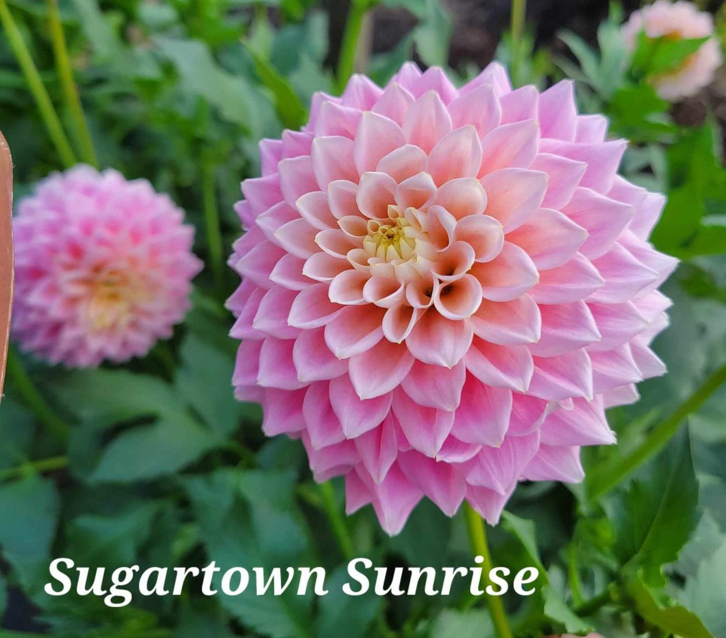 Sugartown Sunrise Dahlia Tuber