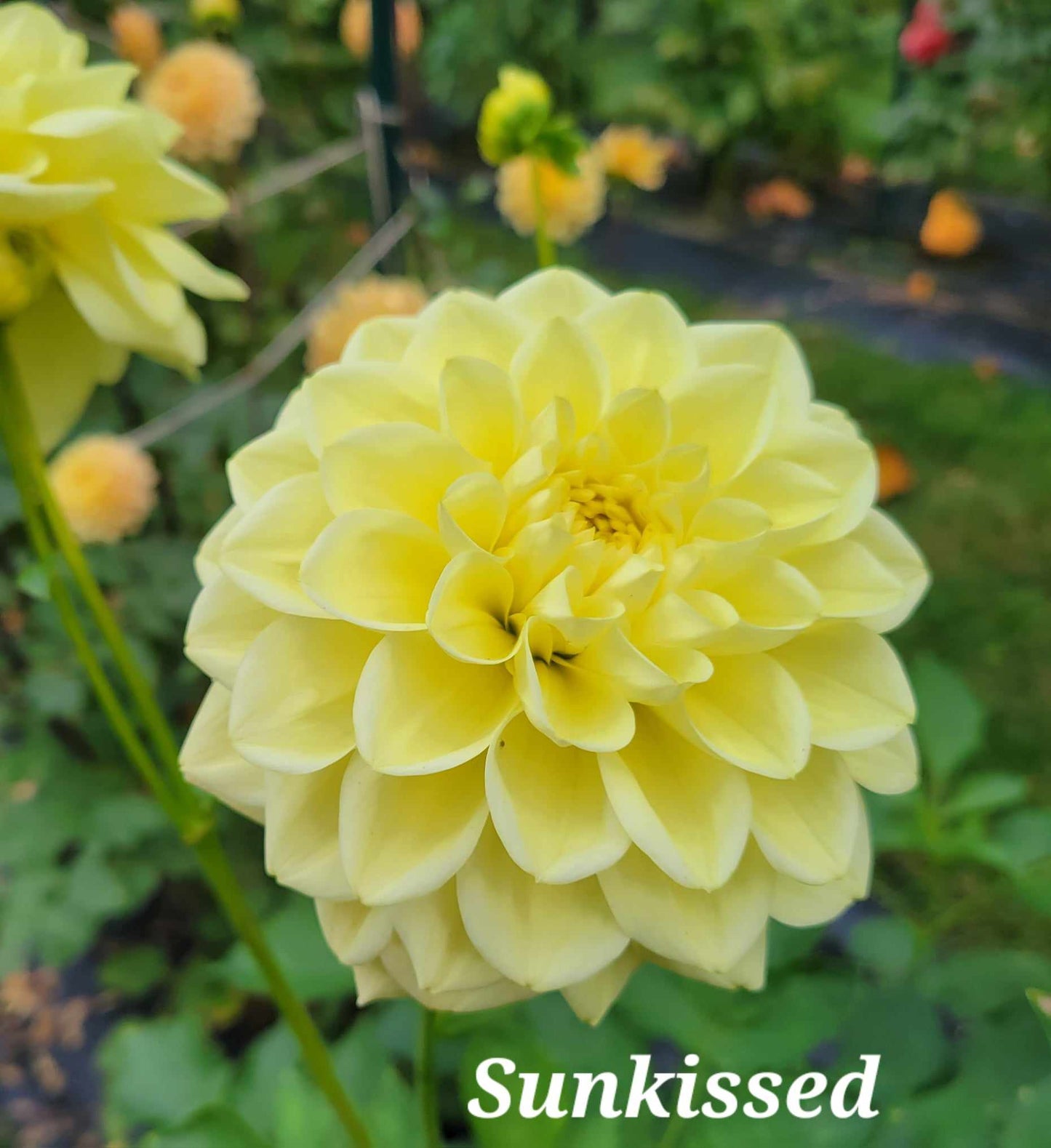 Sunkissed Dahlia Tuber