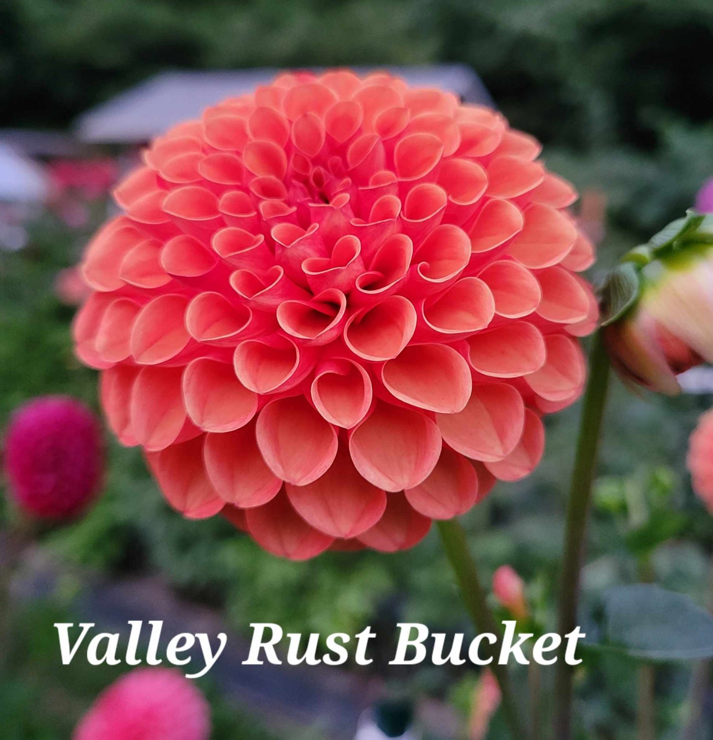Valley Rust Bucket Dahlia Tuber