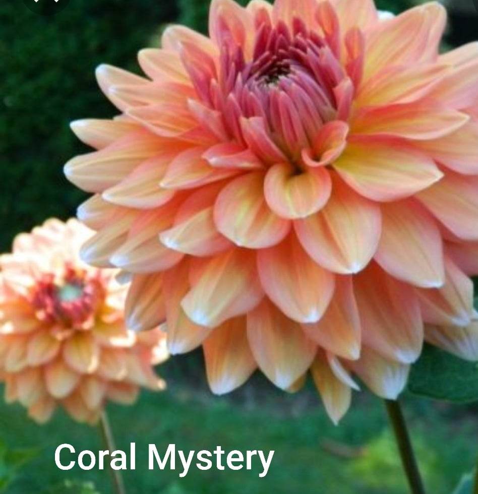 Coral Mystery Dahlia Tuber