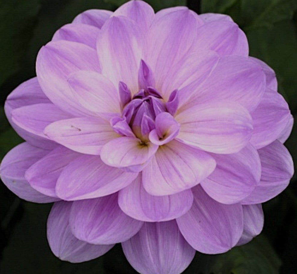 Sandia Shomei Dahlia Tuber