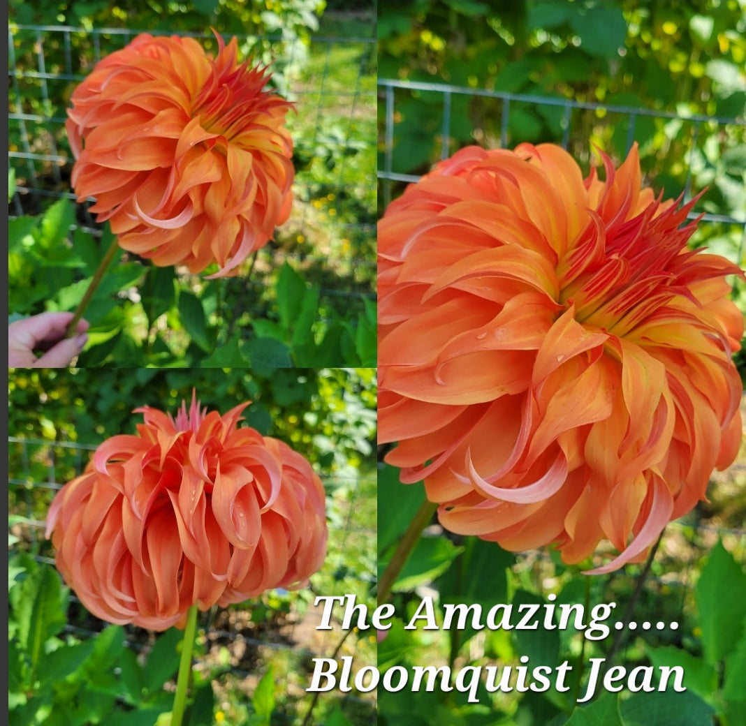 Bloomquist Jean Dahlia Tuber