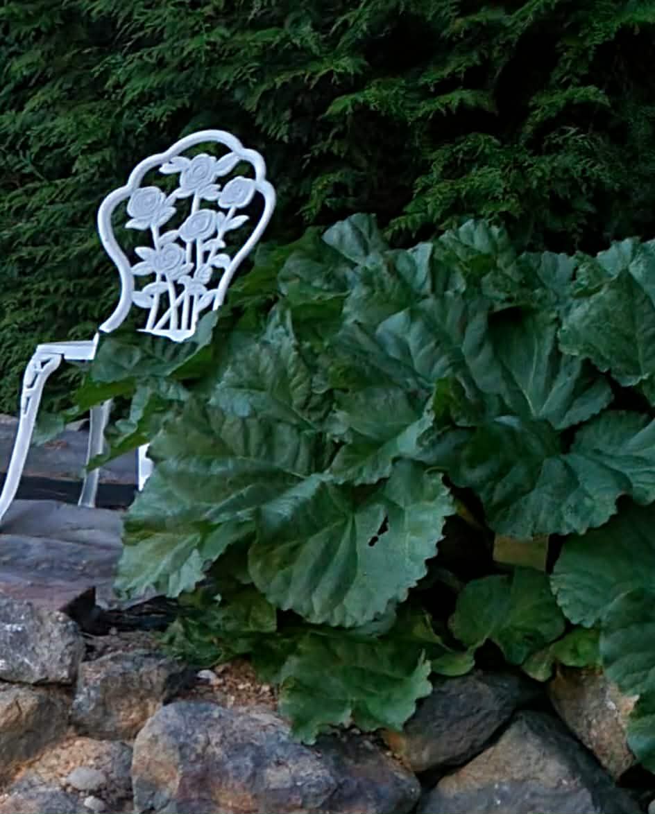 zz,  Rhubarb Seeds, NON GMO