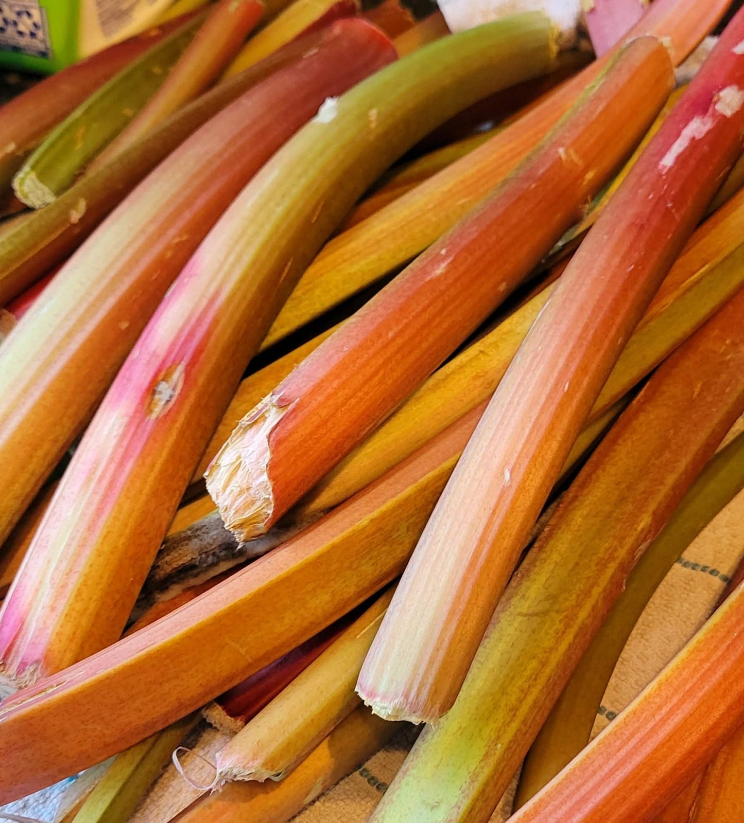 zz,  Rhubarb Seeds, NON GMO
