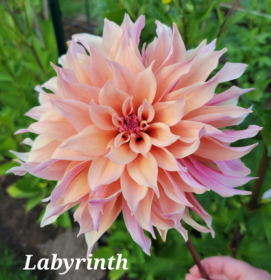 Labyrinth Dahlia Tuber