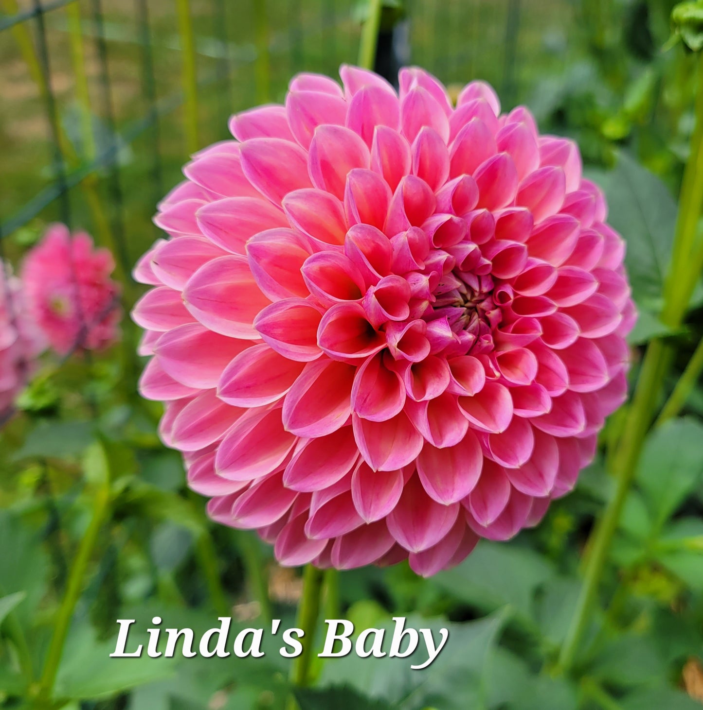 Linda's Baby Dahlia Tuber