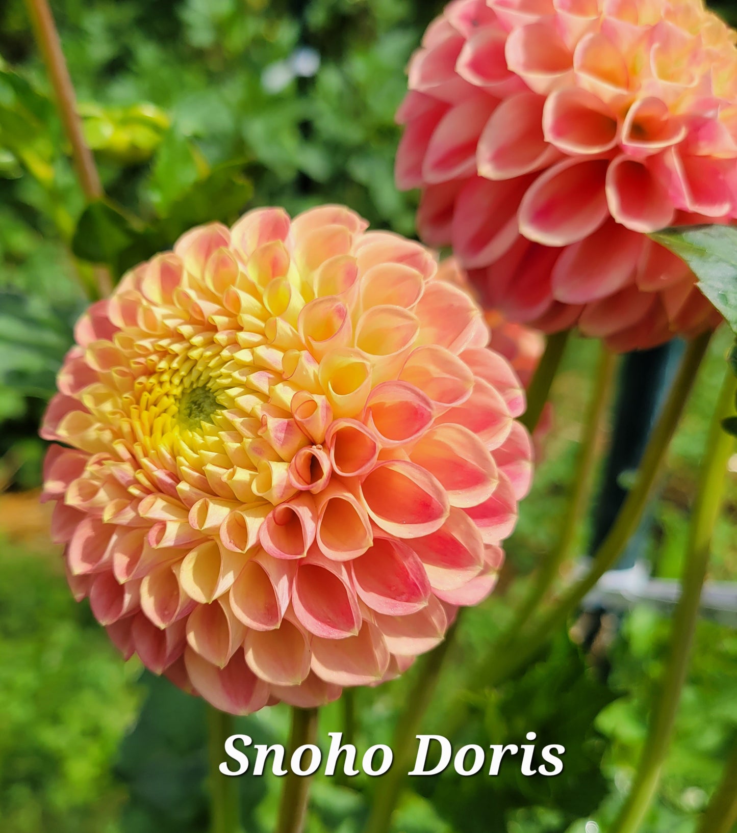 Snoho Doris Dahlia Tuber