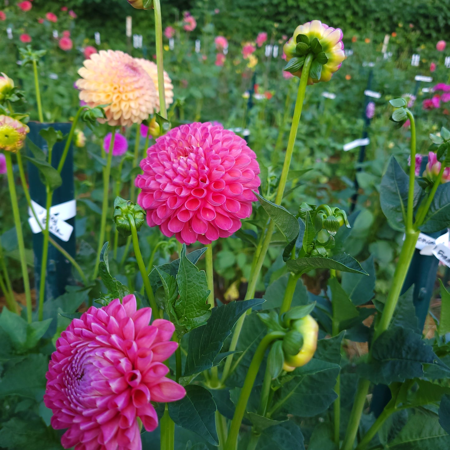Jowey Frambo Dahlia Tuber